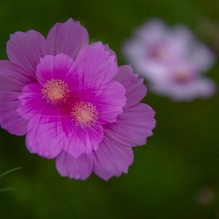 格桑花
