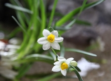 2013青秀山花卉