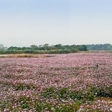 格桑花开迎客来（手机180°全景）