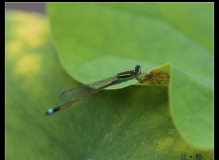 蜂与蜓