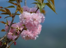 樱花一组