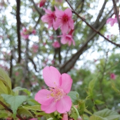 美丽樱花