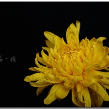 菊花