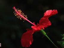 吊钟花