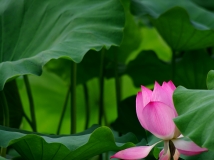 咏荷