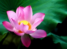 西大.荷花 -2