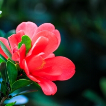 杜鹃红山茶花