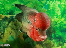 花罗汉