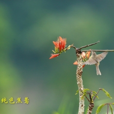 纯色焦莺