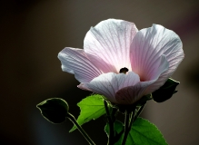 《芙蓉花开》