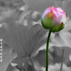 夏荷图