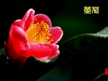茶花一组