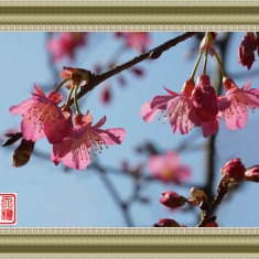 早春樱花迎"猴"开(2)