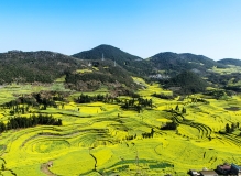 云南罗平油菜花风光2（牛街螺蛳田）