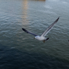 海鸥