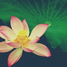 西大荷花试拍3