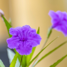 蓝花草