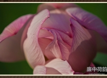 新人报到：盛夏拍荷