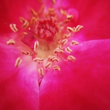 微距花草