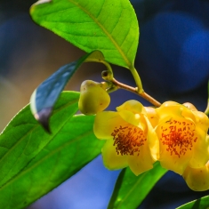 茶中皇后——金花茶