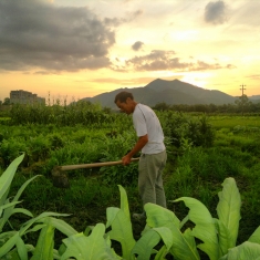光影与农民