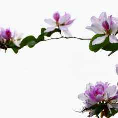 春花之紫荆