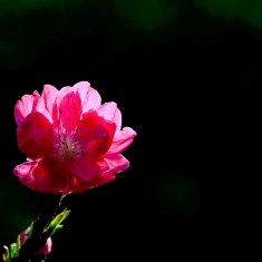 又见桃花开 一