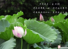 荷塘叶色