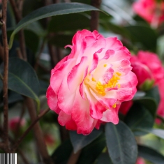 茶花朵朵