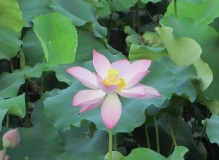 广西大学的荷花