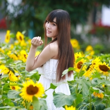 太阳花之魅