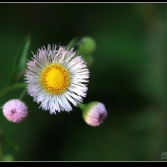 野趣蜂花