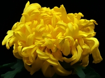 秋菊