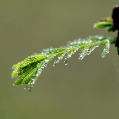 春雨滋润