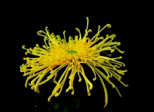 雍容华贵的菊花