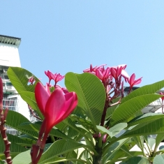 一朵红