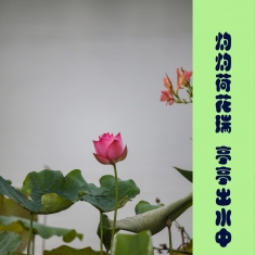 灼灼荷花瑞 亭亭出水中