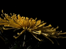 南湖的菊花