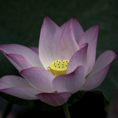 西大荷花