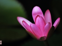 红蕊睡莲
