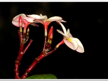 《红色鸡蛋花》