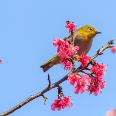 绣眼戏樱花