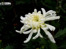 南湖秋菊展