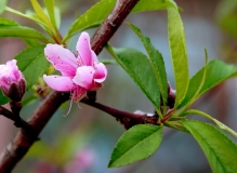 偶拍桃花
