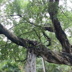 榕树之另一类风景