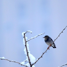 雪后丝光椋鸟