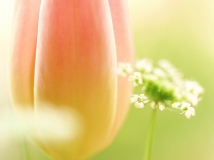 花之梦