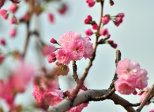 雏菊樱花
