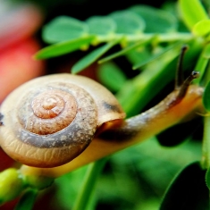 雨后蜗牛