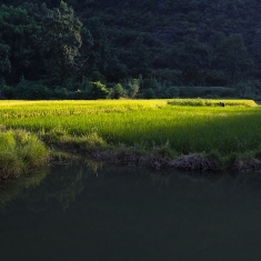 夏日田园光影